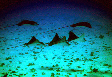 Eagle Rays